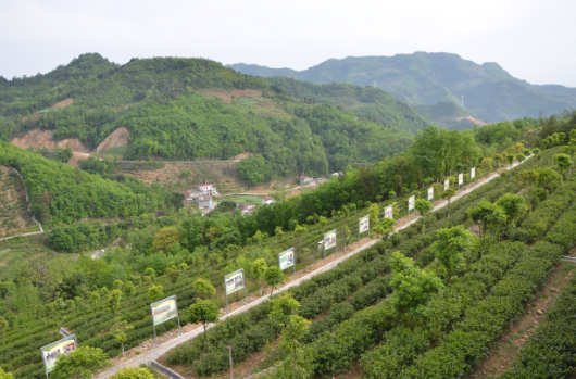安康富硒茶引爆中國西部最牛茶專業展會(圖7)
